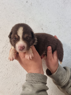 Les chiots de Berger Australien