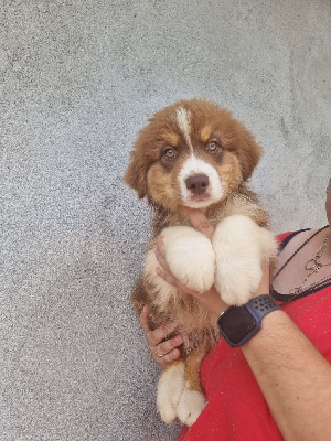 Les chiots de Berger Australien