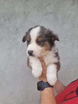 Les chiots de Berger Australien