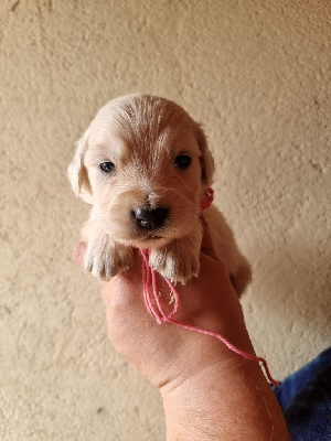 CHIOT collier rose - Golden Retriever