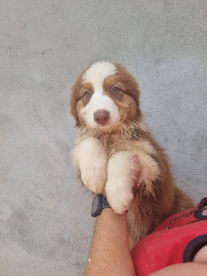 Les chiots de Berger Australien