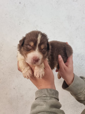 Les chiots de Berger Australien