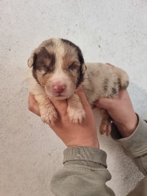 Les chiots de Berger Australien