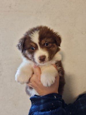 Les chiots de Berger Australien