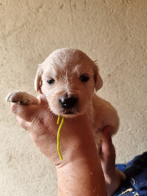 CHIOT collier vert - Golden Retriever