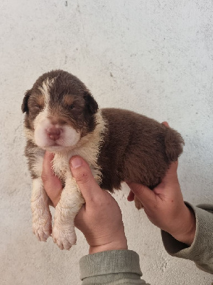 Les chiots de Berger Australien