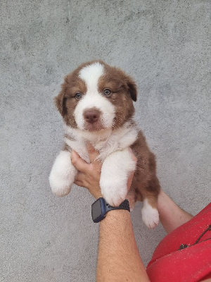 Les chiots de Berger Australien