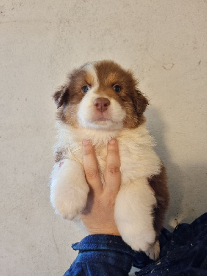 Les chiots de Berger Australien