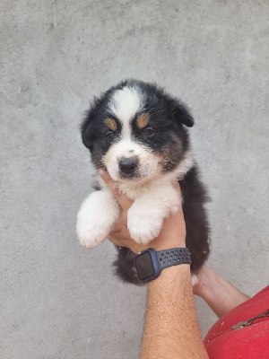 Les chiots de Berger Australien