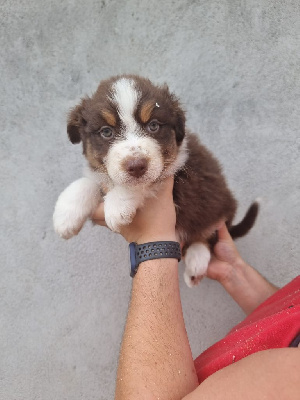 Les chiots de Berger Australien