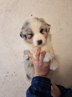 Les chiots de Berger Australien