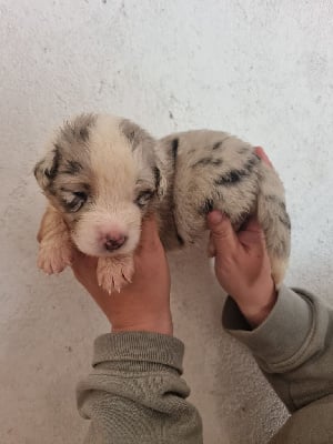 Les chiots de Berger Australien