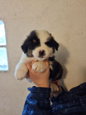 Les chiots de Berger Australien