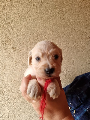 CHIOT collier rouge - Golden Retriever