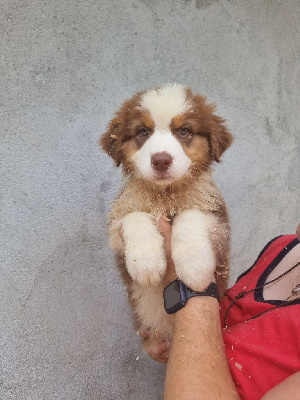 Les chiots de Berger Australien