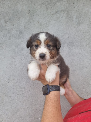 Les chiots de Berger Australien