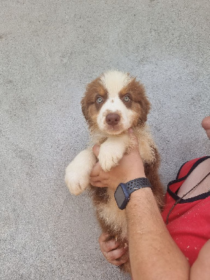 Les chiots de Berger Australien