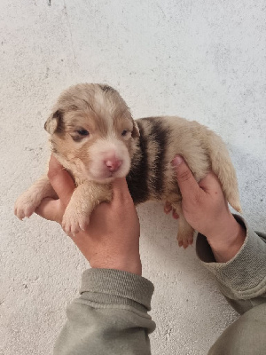 Les chiots de Berger Australien