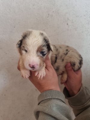 Les chiots de Berger Australien