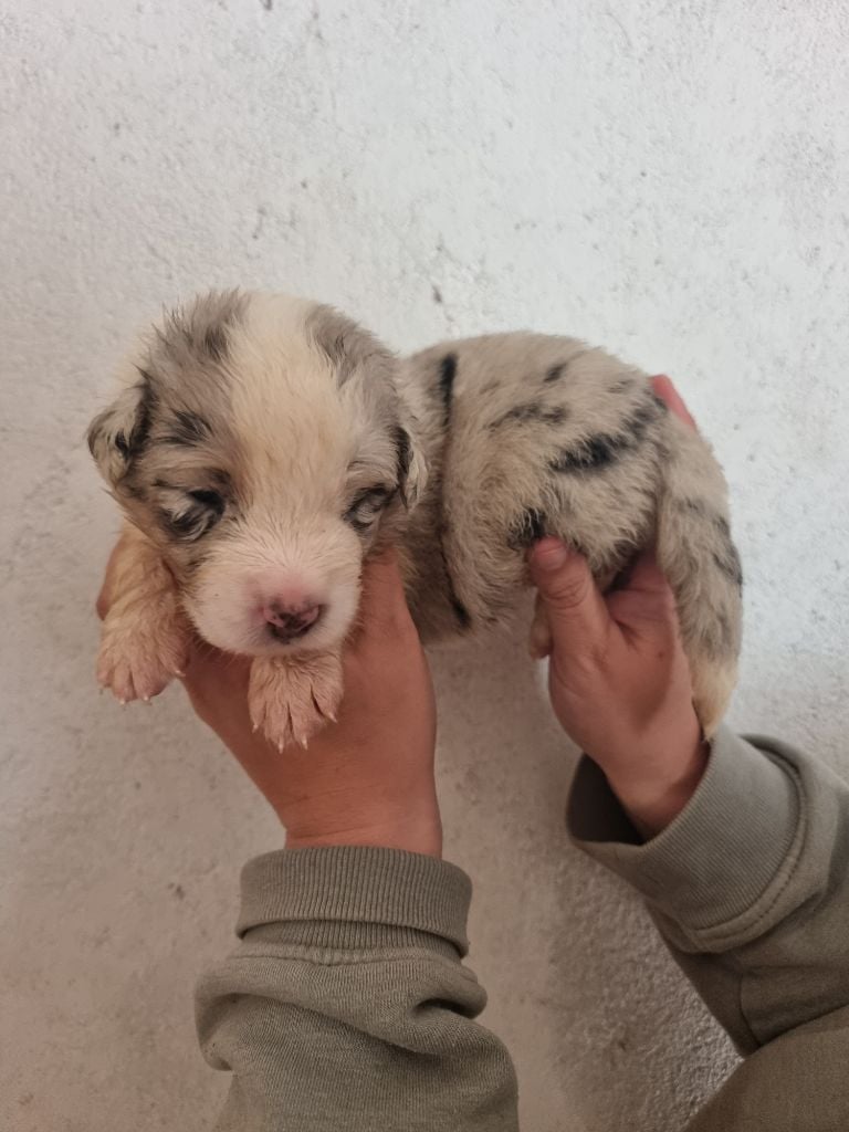 CHIOT 6 - Berger Australien