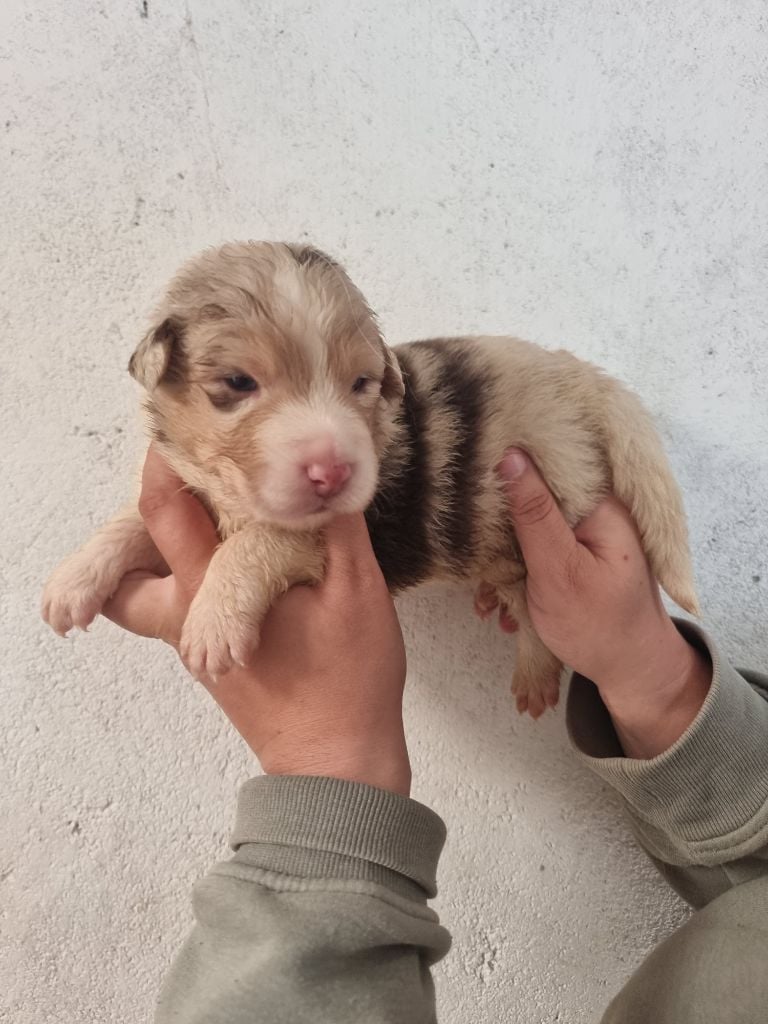 CHIOT 4 - Berger Australien