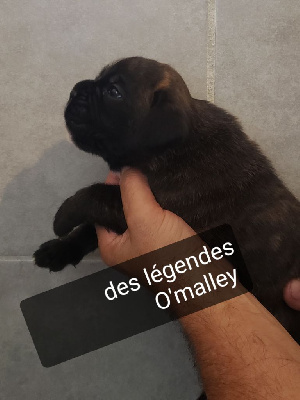 Femelle bringée liste blanche - Boxer