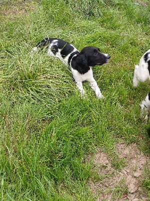 Les chiots de English Springer Spaniel