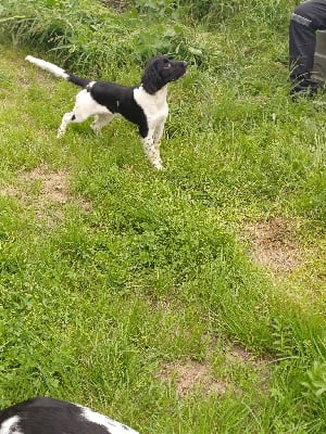 CHIOT 9 VELISSE - English Springer Spaniel