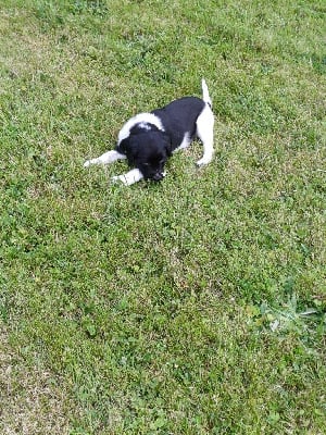 Les chiots de English Springer Spaniel