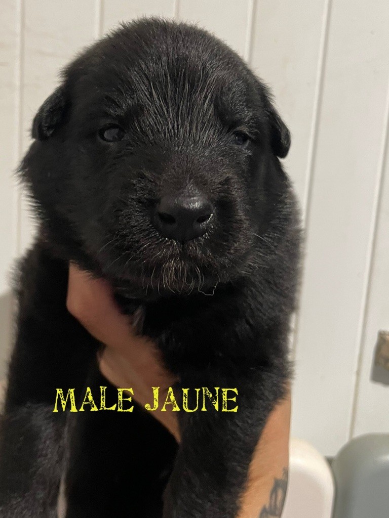 Male jaune - Berger Belge