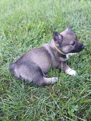 Les chiots de Spitz des Visigoths