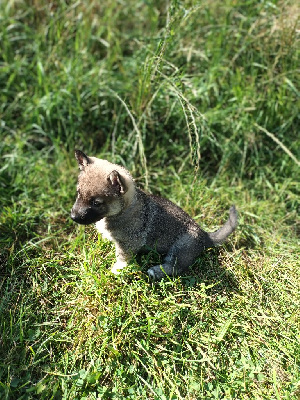 Les chiots de Spitz des Visigoths