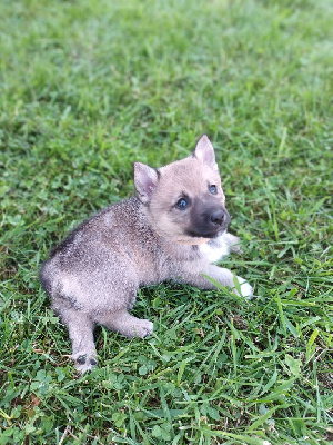 Les chiots de Spitz des Visigoths