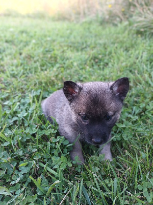 Les chiots de Spitz des Visigoths