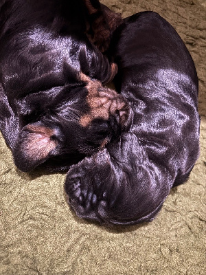 Les chiots de Cocker Spaniel Anglais