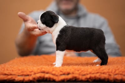 Les chiots de Boston Terrier