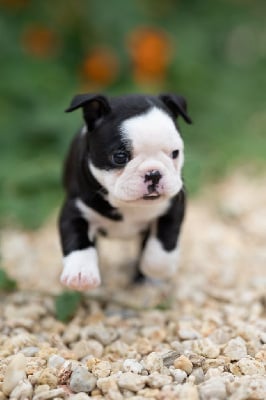 Les chiots de Boston Terrier