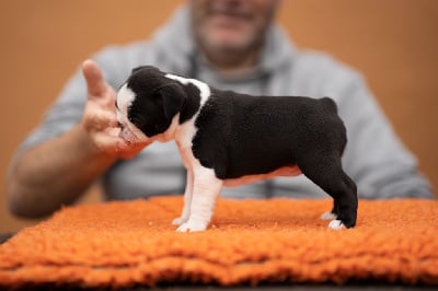 Les chiots de Boston Terrier