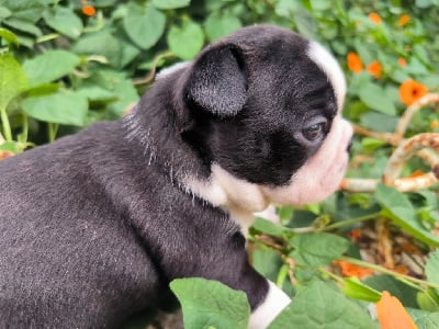 Les chiots de Boston Terrier