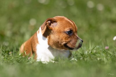 Les chiots de Staffordshire Bull Terrier