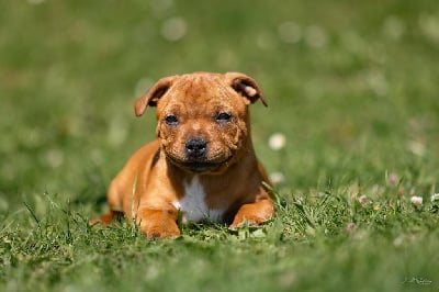 Les chiots de Staffordshire Bull Terrier