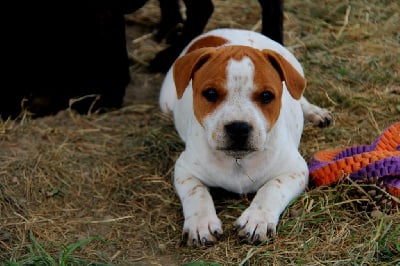 Les chiots de Staffordshire Bull Terrier