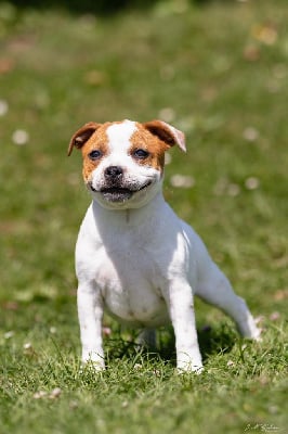 Les chiots de Staffordshire Bull Terrier