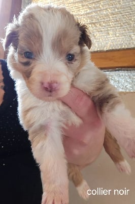 Les chiots de Berger Australien