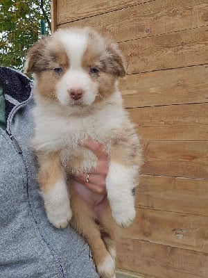 Les chiots de Berger Australien