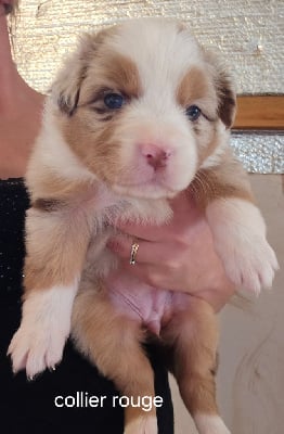 Les chiots de Berger Australien