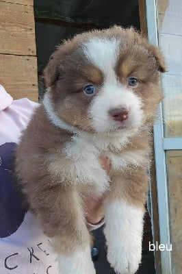 Les chiots de Berger Australien