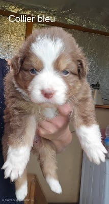 Les chiots de Berger Australien