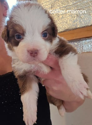 Les chiots de Berger Australien