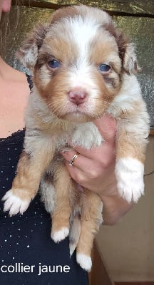 Les chiots de Berger Australien